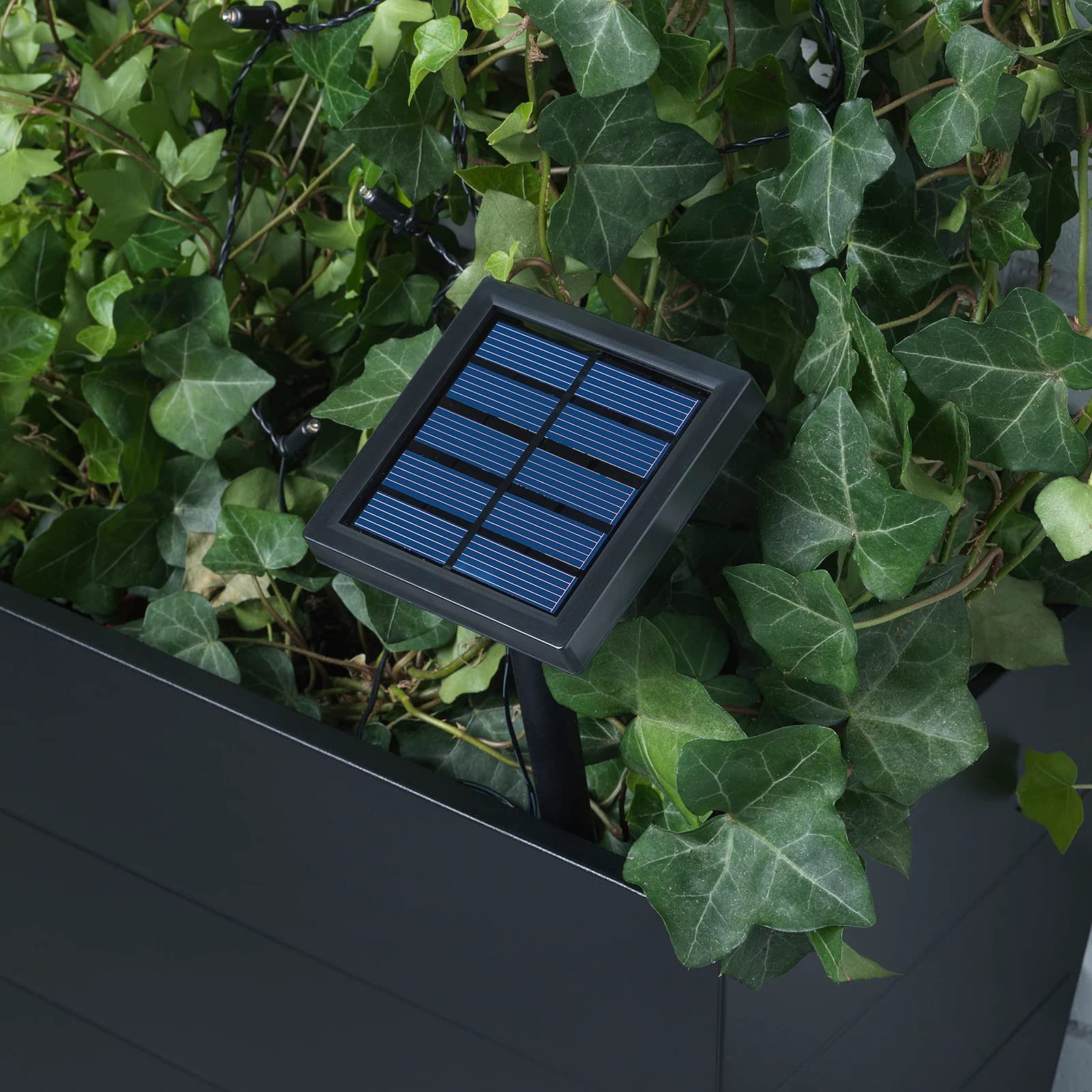 Lightz LED Solar Powered Outdoor String Lights