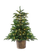 4ft Potted Appalachian Mountain Fraser Fir Christmas Tree