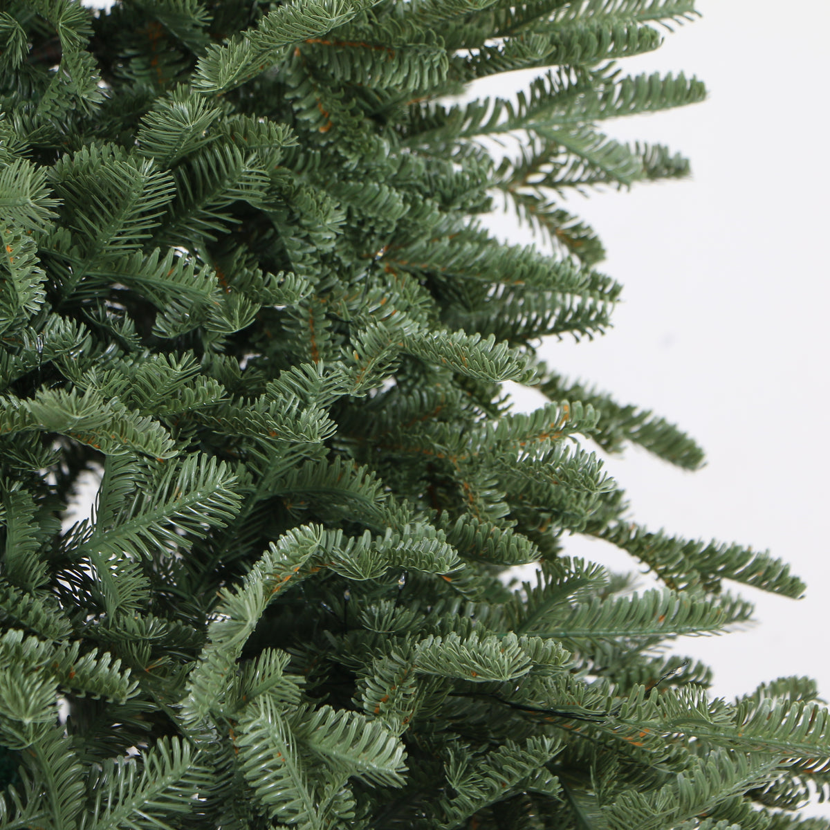 Royal Balsam Fir Christmas Tree